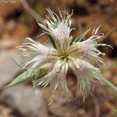 Dianthus libanotis