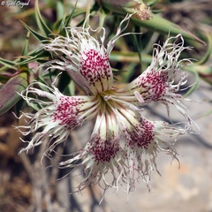 Dianthus libanotis