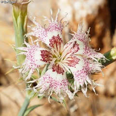Dianthus libanotis