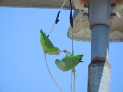 Forpus passerinus