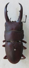 Telodorcus