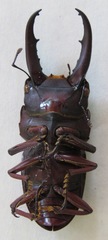 Telodorcus