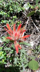Castilleja applegatei pinetorum