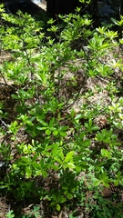 Rhododendron occidentale