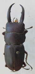 Telodorcus