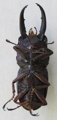 Telodorcus