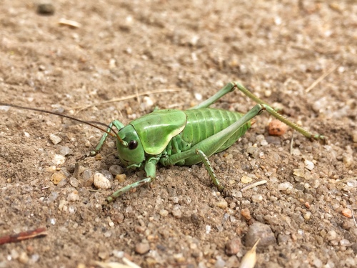 Mormon Cricket