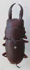 Telodorcus