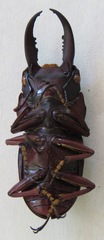 Telodorcus