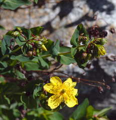 Hypericum richeri burseri
