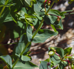 Hypericum richeri burseri