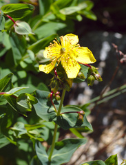 Hypericum richeri burseri