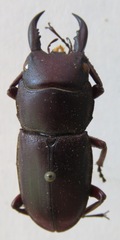 Telodorcus