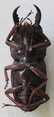 Telodorcus