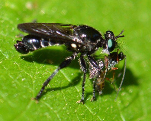 Western Black Laphria