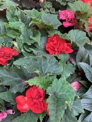 Begonia × tuberhybrida