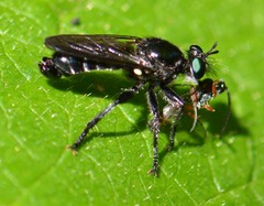 Laphria franciscana