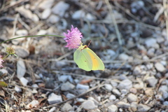 Gonepteryx cleopatra