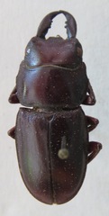 Telodorcus