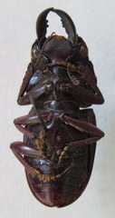 Telodorcus