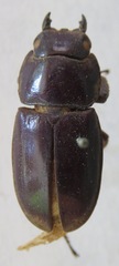 Telodorcus