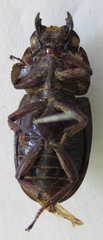 Telodorcus