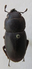 Telodorcus