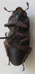 Telodorcus