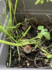 Psathyrella bipellis