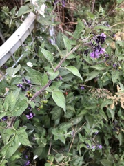 Solanum dulcamara