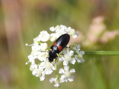 Divales bipustulatus