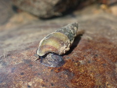 Juga plicifera