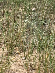 Cirsium pitcheri
