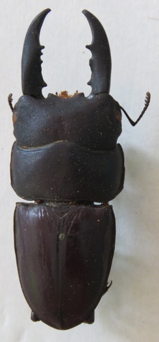 Dorcus ternatensis · iNaturalist