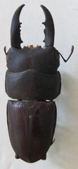 Telodorcus