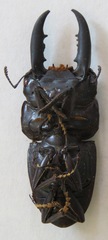 Telodorcus