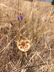 Calochortus tiburonensis