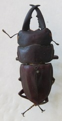 Telodorcus