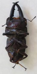 Telodorcus