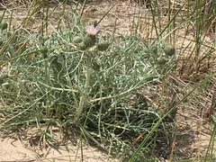 Cirsium pitcheri