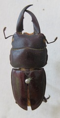 Telodorcus