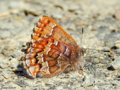 Callophrys niphon