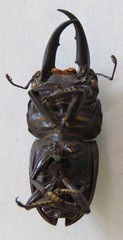Telodorcus