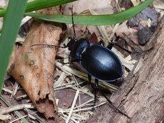 Carabus convexus