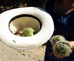 Trichocereus tacaquirensis