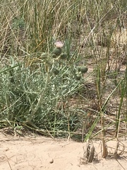 Cirsium pitcheri