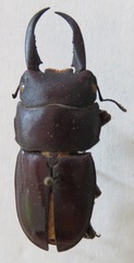 Telodorcus