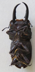 Telodorcus