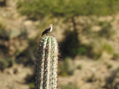 Trichocereus tacaquirensis