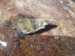 Juga plicifera